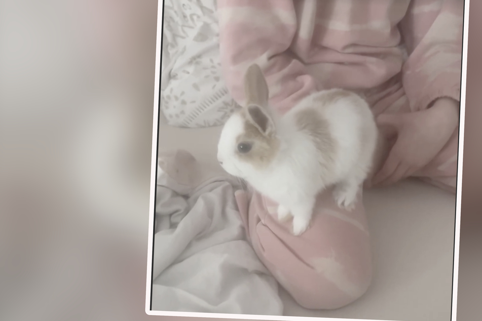 Um dieses kleine Kaninchen und dessen Artgenossen dreht sich auf Instagram viel Ärger und Verdruss.