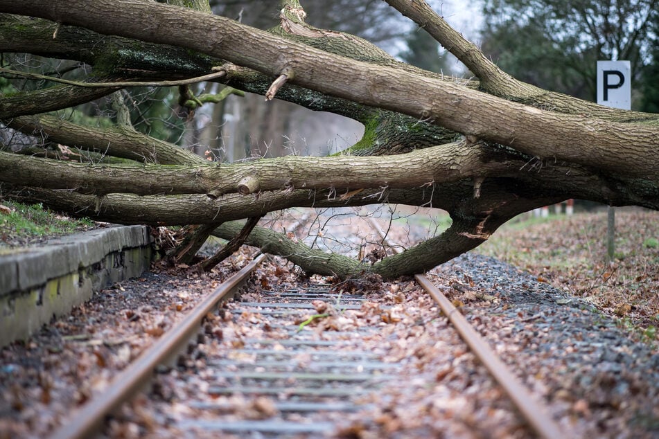 Heftiger Sturm in Hamburg: Baum fällt auf Gleise