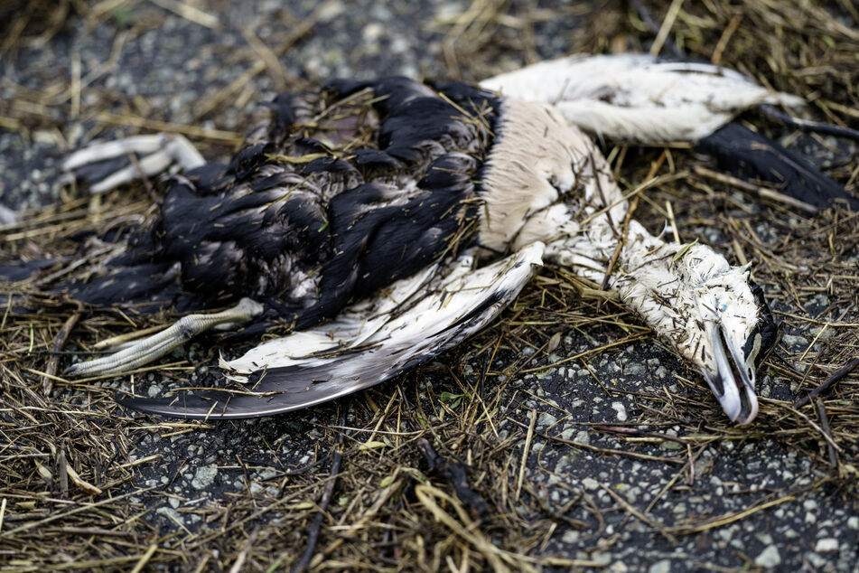 Eine tote Elderente am Nordseestrand. Offenbar kam das Tier durch eine Vogelgrippe-Infektion ums Leben.