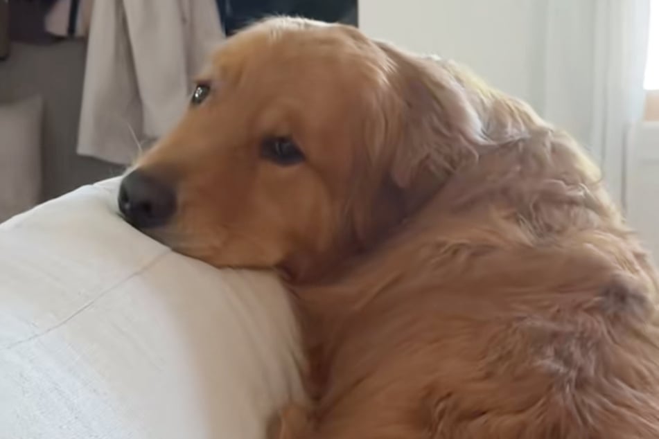 Freude sieht anders aus. Dafür hat Wally den enttäuschten Blick perfekt drauf.