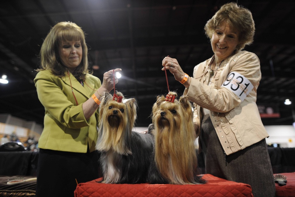 Dogs are judged on appearance, structure, movement, and temperament at the National Dog Show.