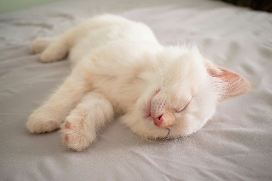 While watching hours of cat videos on social media, scientists noticed something strange – most cats appear to prefer sleeping on their left side. But why?