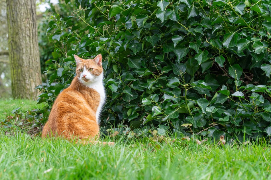 Una gata en el parque urbano desencadenó una amplia discusión en Reddit. (Imagen simbólica)