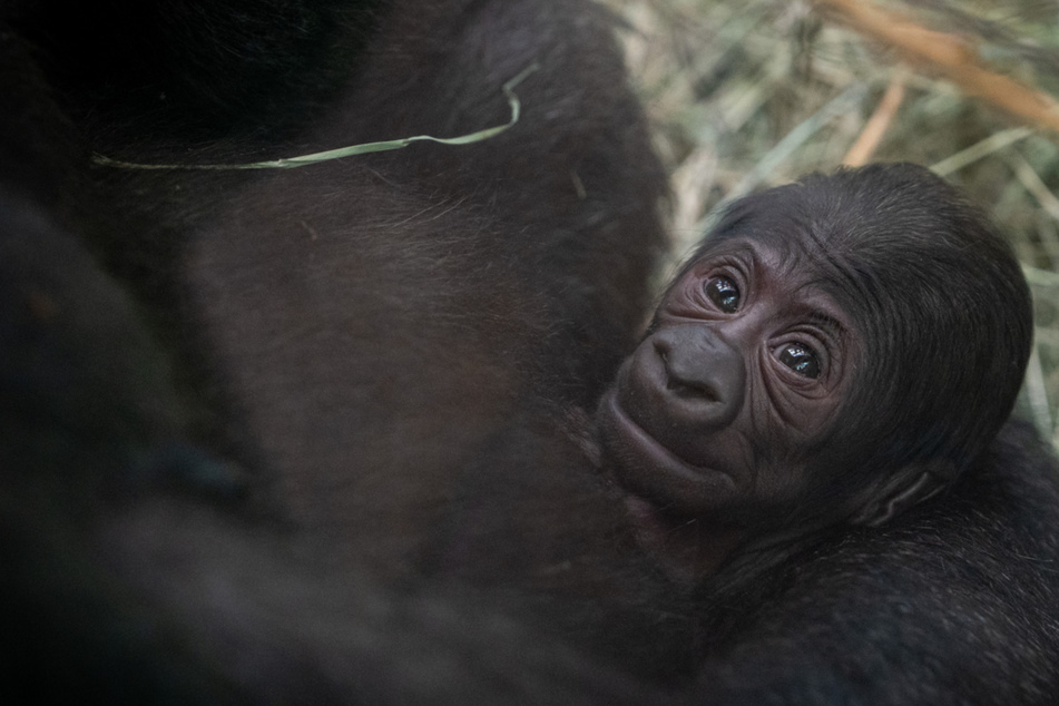 Tierpfleger finden plötzlich Gorillababy in Gehege: Als sie herausfinden, wer die Mutter ist, sind sie platt