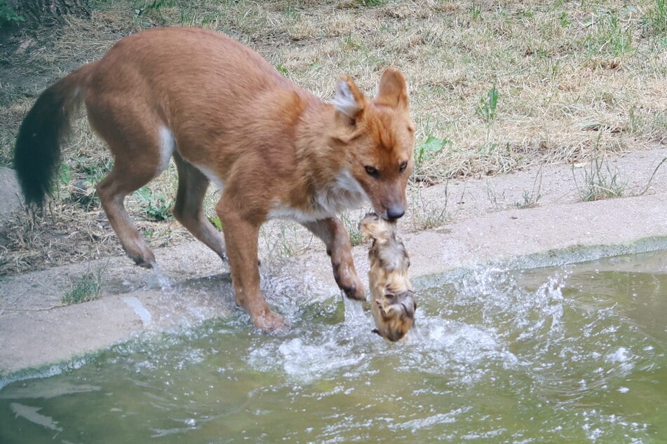 Der Rothund bekommt sein Futter ins kühle Wasser geworfen.