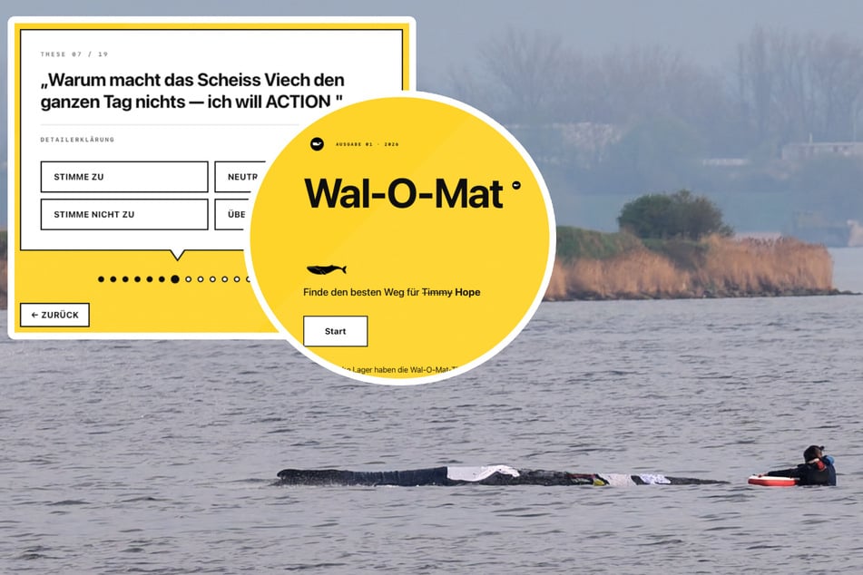 Soll "Timmy" gesprengt werden? Neu entwickelter "Wal-O-Mat" macht sich über Ostsee-Drama lustig