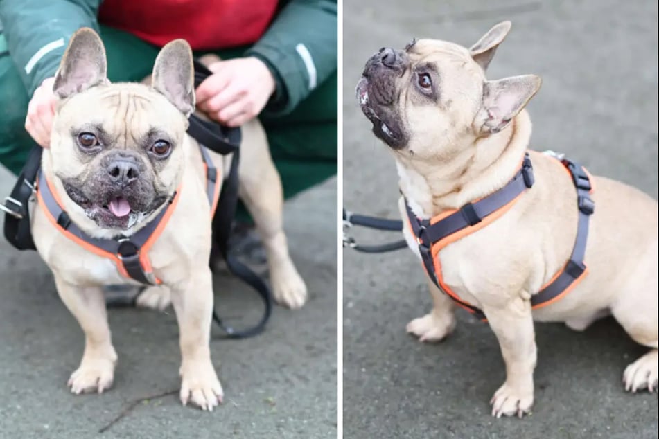 Hund Jack (5) aus dem Berliner Tierheim ist auf der Suche nach einem liebevollen Zuhause.