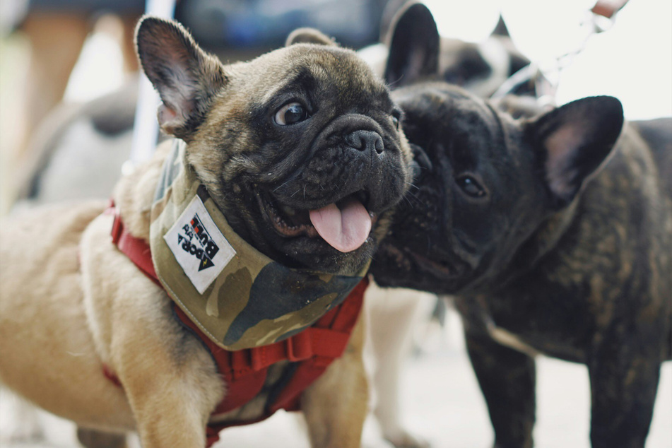 The French bulldog is a relatively new breed of dog, in the grand scheme of things.
