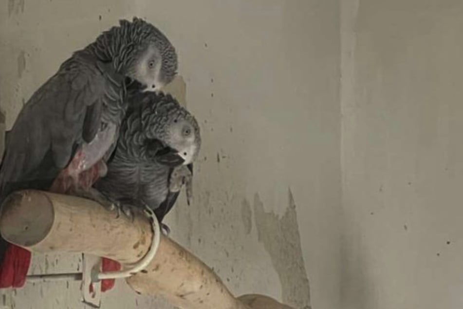 Das Papageien-Paar Toska und Darwin sucht nach einem gemeinsamen, neuen Zuhause.