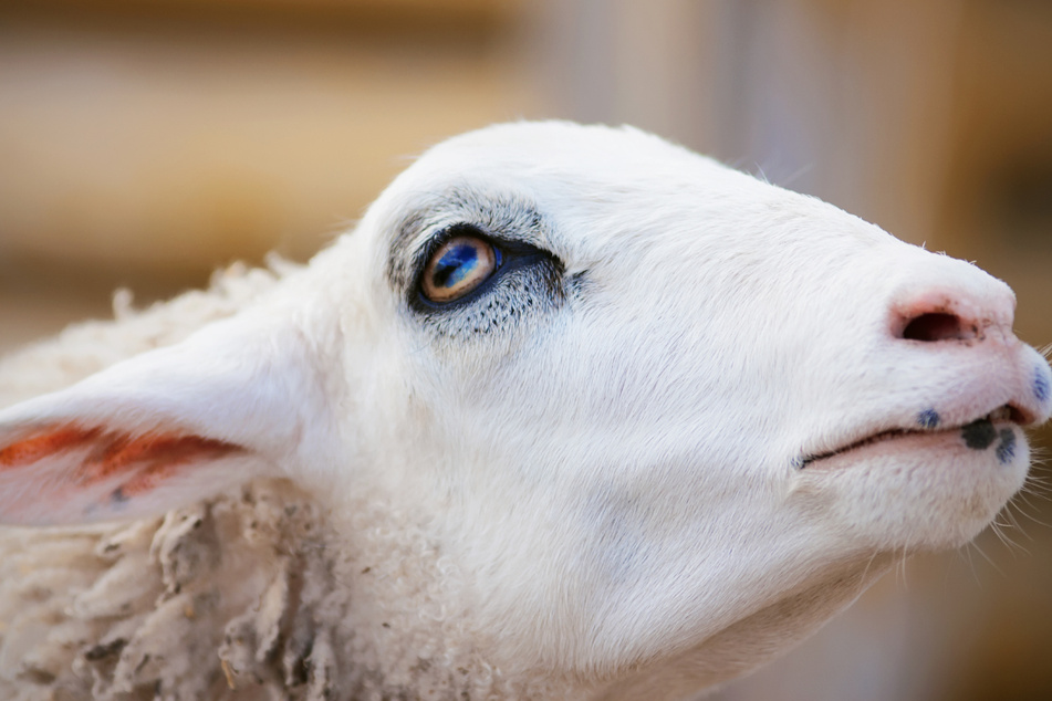 Ein Schaf fand in Mittelfranken ein trauriges Ende. (Symbolbild)