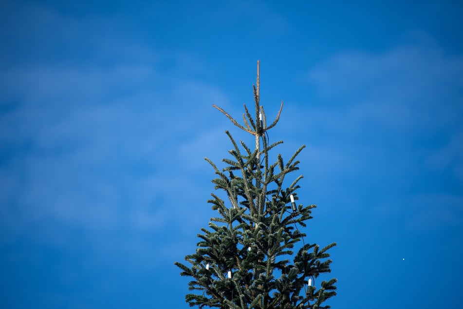 Wer seinen Weihnachtsbaum loswerden will, kann den kostenlosen Service der AWB in Anspruch nehmen. (Symbolfoto)