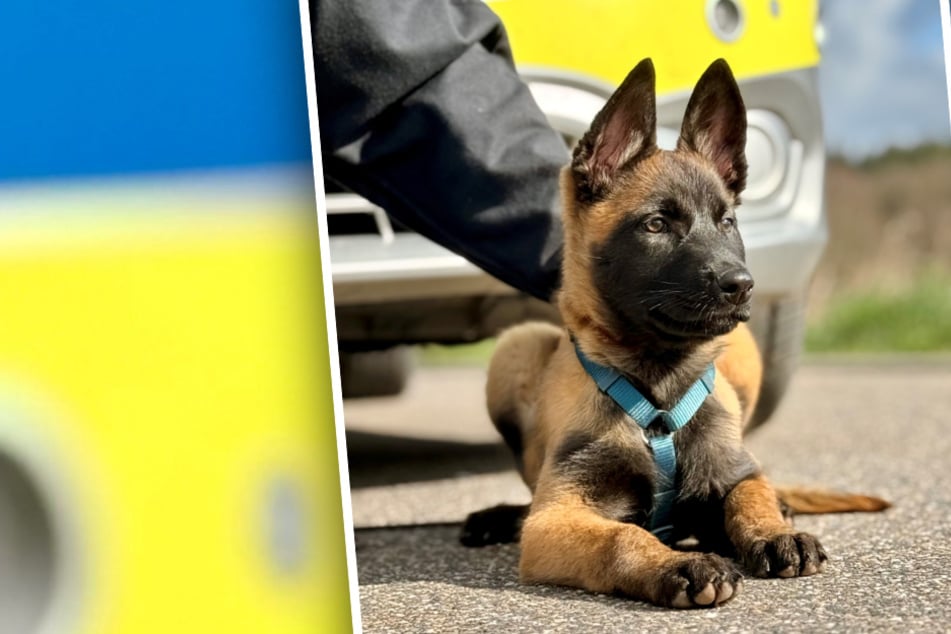 Polizei freut sich über flauschige Nachwuchs-Ermittlerin: Das haben Beamte mit ihr vor