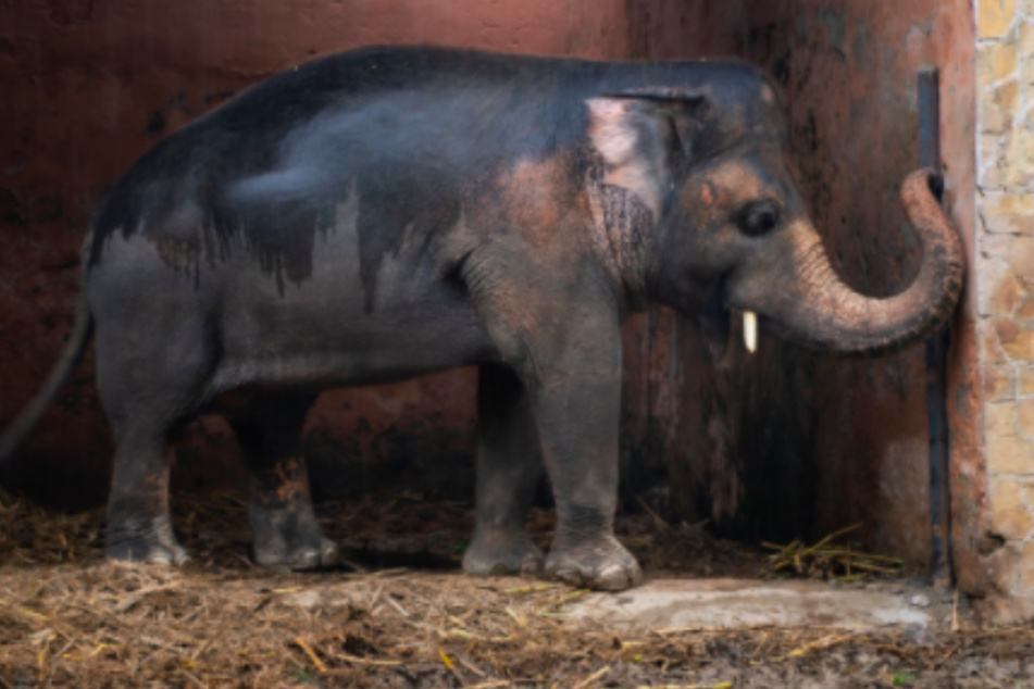 Kaavan zeigte Anzeichen von Mangelernährung auf, obwohl das Tier übergewichtig ist.