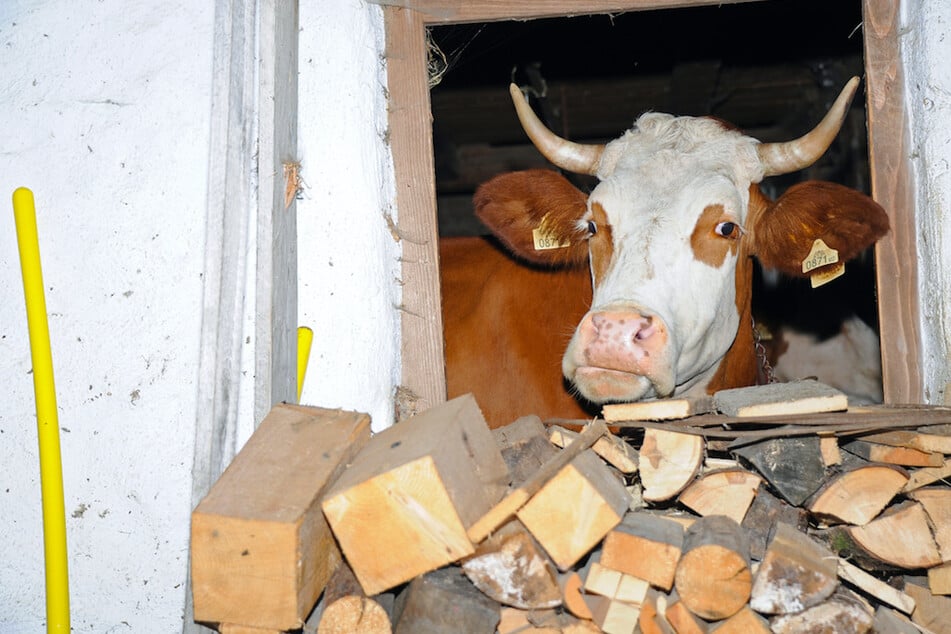 In einem schwäbischen Kuhstall hat ein Tier seine Bäuerin angegriffen. (Symbolbild)