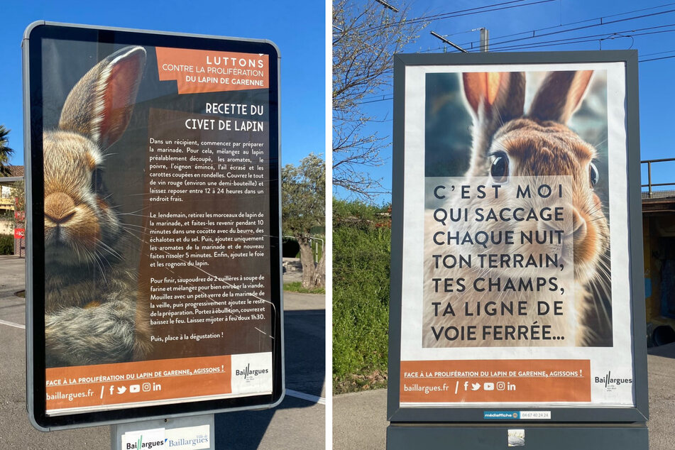In Südfrankreich sorgt eine Anti-Kaninchen-Kampagne für Empörung bei Tierschützern.