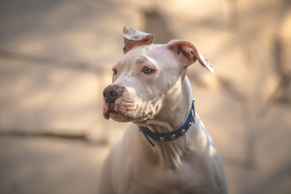 Anscheinend sprang der einjährige Pitbull "Oreo" auf das Bett und verhakte sich mit seiner Pfote im Abzugsbügel der Waffe. (Symbolbild)