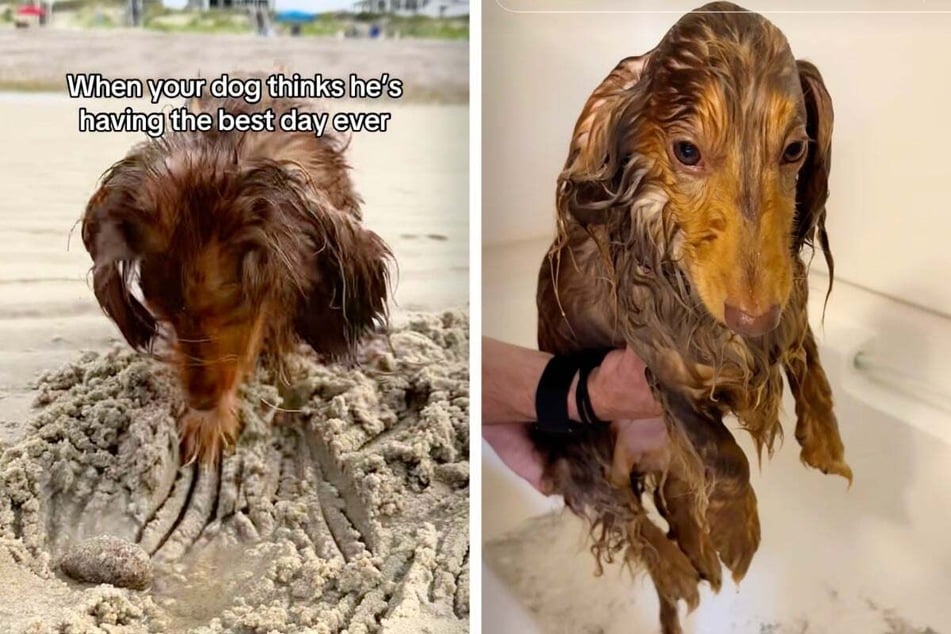 Dachshund dog has time of his life at the beach – before bathtime ruins all the fun!
