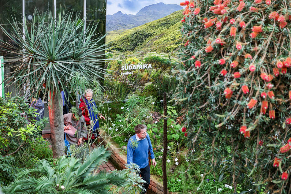 Im Mediterranhaus des Botanischen Gartens der Universität Leipzig sind typische Florenelemente der Kanaren, Australiens und Südafrikas erlebbar.