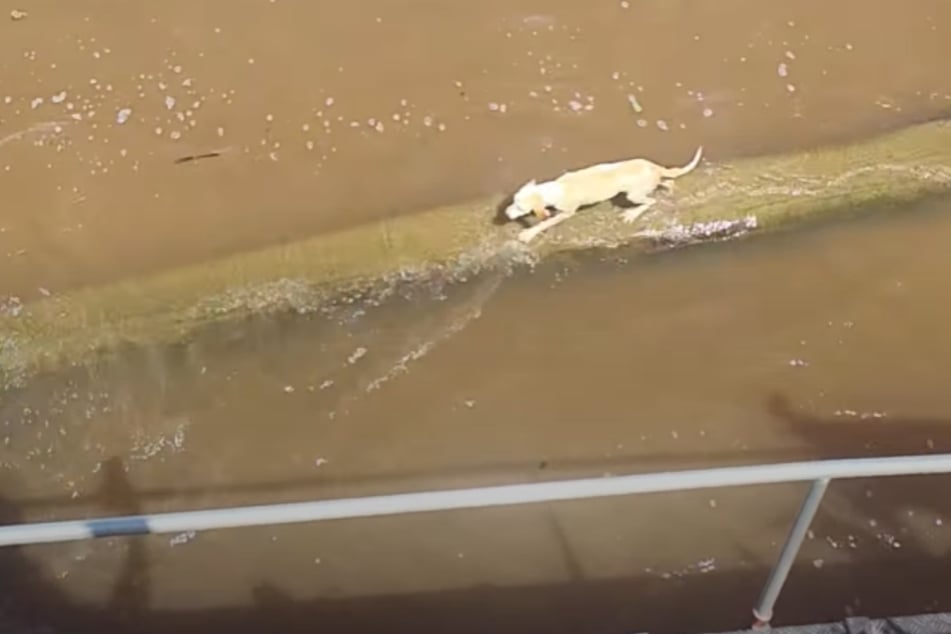 Warum, weiß niemand: Diesen Hund hatte es auf dem Stamm weit nach draußen getrieben. Ohne die rettende Fähre hätte er vermutlich nicht überlebt.