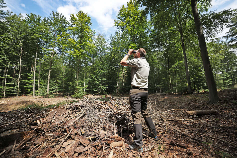 Der Königsforst bietet die perfekte Gelegenheit, um sich spontan mit Freunden oder der Familie die Beine zu vertreten. (Archivfoto)