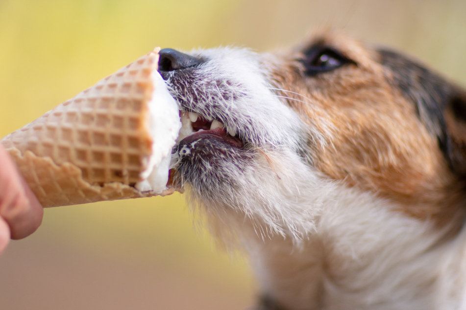 Gone to the dogs: Ben & Jerry's releases treats for canine companions