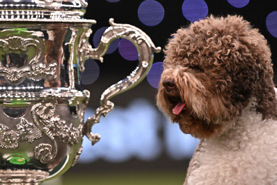 The Lagotto Romagnolo Orca poses for photographs at the trophy presentation for the Best in Show event at the Crufts dog show on Sunday.