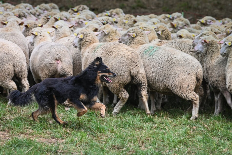 Hund verschreckt Schafe: Streit zwischen Halter und Schäfer eskaliert