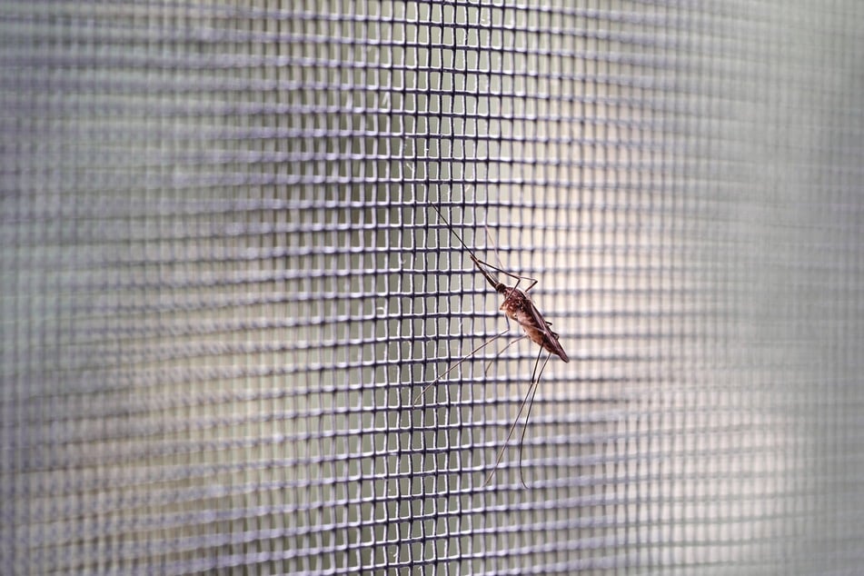 Ein Insektenschutz hält nicht nur Mücken draußen. Er kann auch Teppichkäfer vorbeugen.