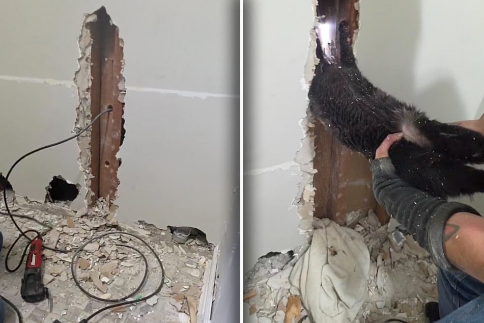 Die Wand musste behutsam geöffnet werden. Nach einer gefühlten Ewigkeit konnte Lola herausgezogen werden.