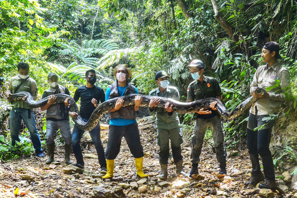Grauenvoller Vorfall: 54-jährige Frau von sieben Meter großer Python verschlungen