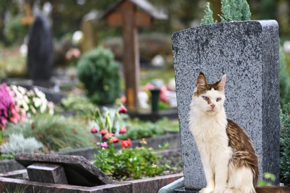 Leipzig: Neue Bestattungsformen auf Leipzigs Friedhöfen: Dürfen bald Tiere mit ins Grab?