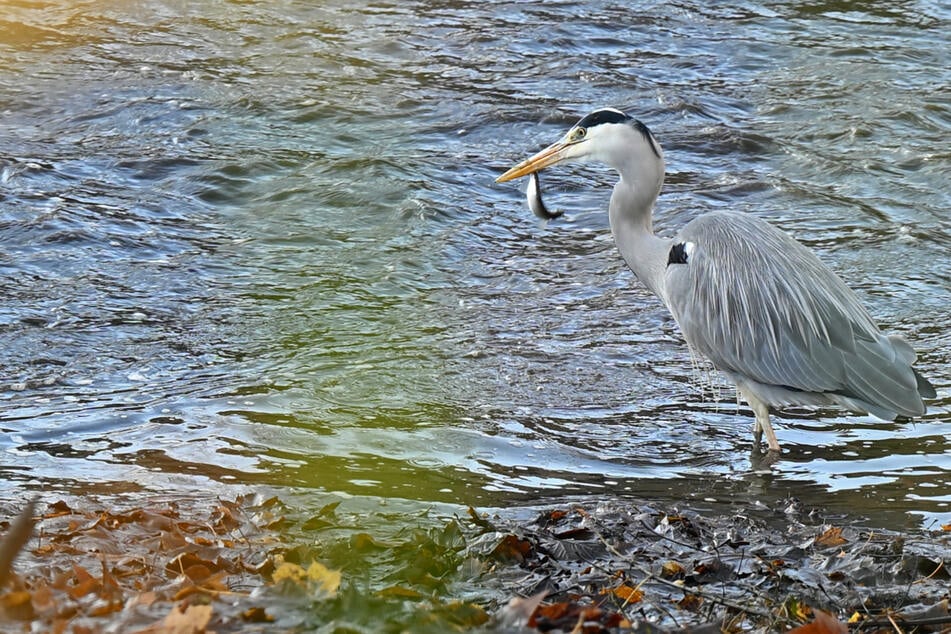 Defensores de los animales buscan testigos tras el disparo a una garza gris.