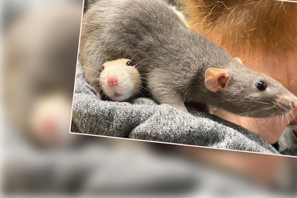 Vorstellung der anderen Art: Das Ratten-Duo Abby und Peach sucht ein neues Zuhause!