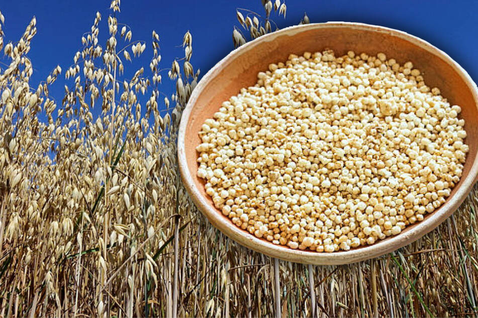Neue Dürre-Ideen: Können Hafer und Quinoa Sachsens Landwirtschaft retten?