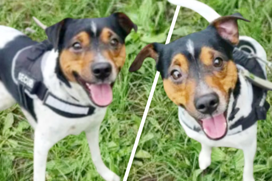Jack-Russel-Terrier hofft auf mehr: Hund Brutus sind diese Dinge ein Dorn im Auge