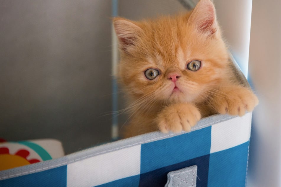 The Exotic Shorthair cat might look a bit unusual, but it'll be your best friend forever.