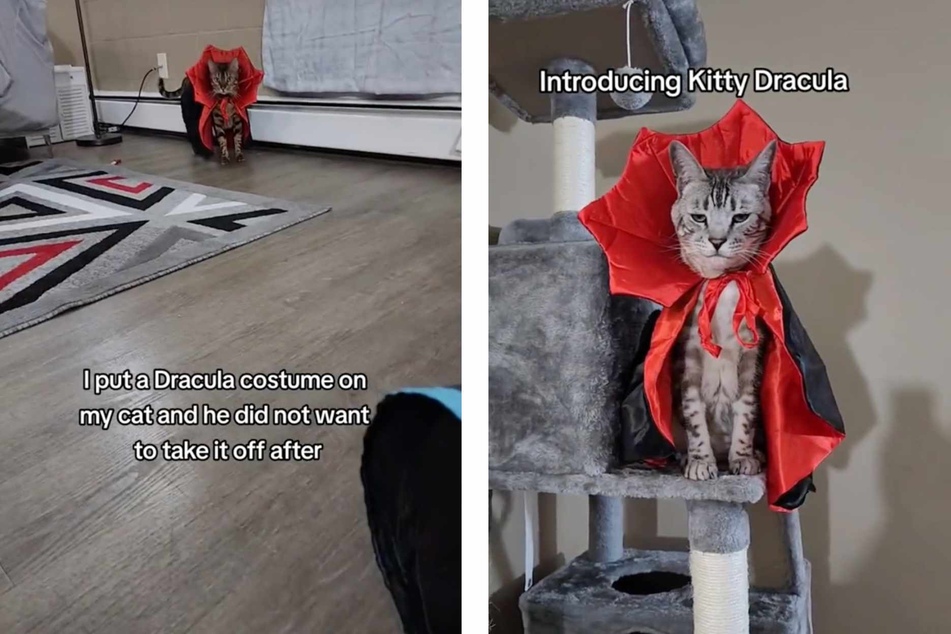 Lindo the Bengal cat loves his new black-and-red Dracula cape and he will not be taking it off, thank you very much.