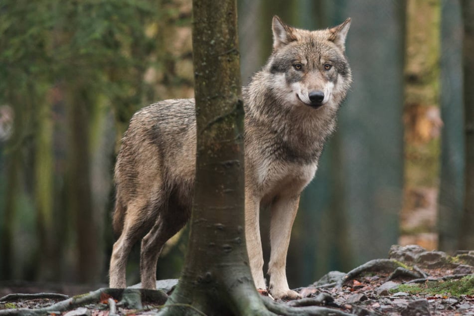 Nach dem Zusammenstoß mit einem Wildschwein haben Polizisten an einer Landstraße in Brandenburg einen toten Wolf gefunden. (Symbolfoto)