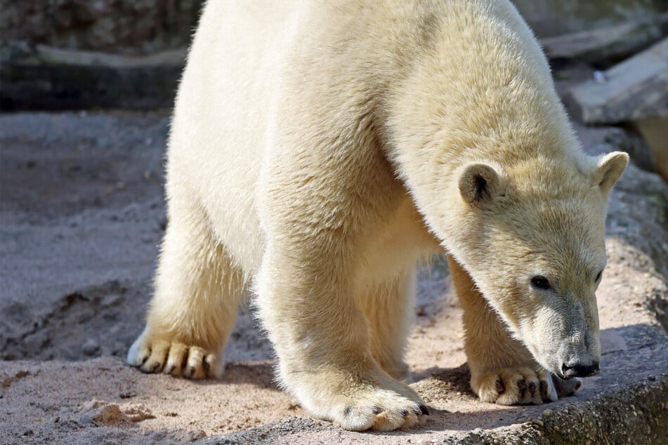Sorge um Eisbär nach Unglück im Karlsruher Zoo: Mika wurde Zeh amputiert