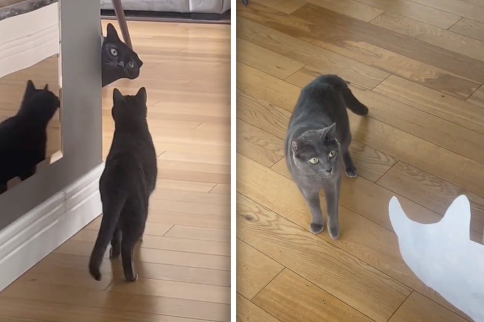 De kat kan niet geloven wat hij ziet: plotseling gluurt er een tweede kat uit de hoek - maar die is alleen van papier.