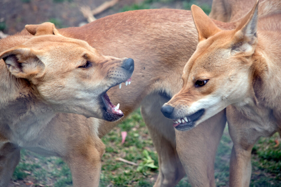 Ein kleiner Junge (2) wurde von einem aggressiven Dingo angefallen und schwer verletzt. Es soll ihm den Umständen entsprechend gut gehen. (Symbolbild)