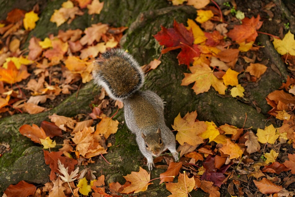 The squirrel certainly didn't have much to laugh about when it arrived back at its collection point in the evening. (symbolic image)