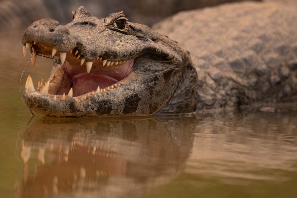 Mädchen von Reptil angegriffen: Krokodil tötet Achtjährige!