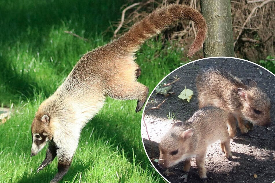 Beinahe Entführung im Leipziger Zoo: Deswegen haben die Nasenbären Stubenarrest