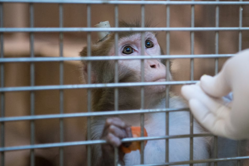 Malte Zierden: Tierschützer sind entsetzt: Petition soll geplantes "Tierversuchsgesetz" stoppen