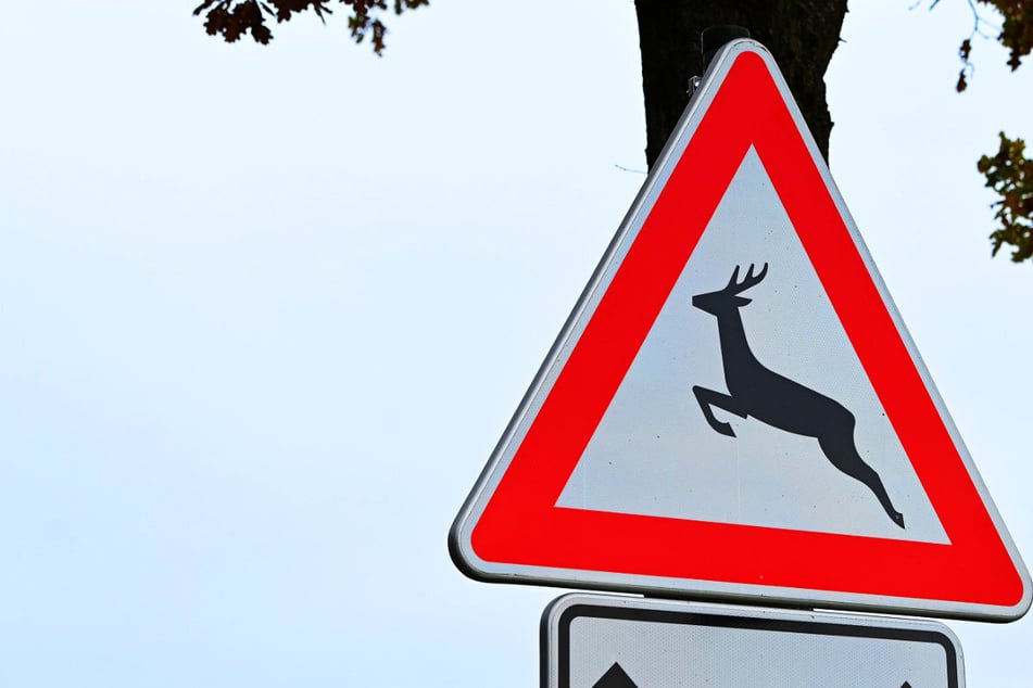 Tödlicher Wildwechsel: Rollerfahrer stirbt nach Unfall mit Reh