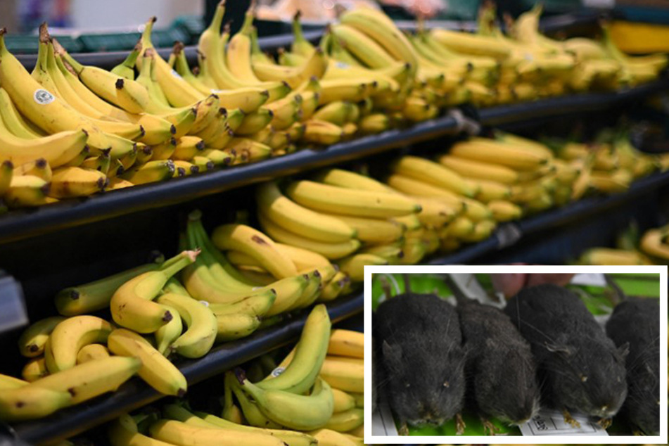 Scientists discovered that male mice get extremely aggressive in the presence of bananas.