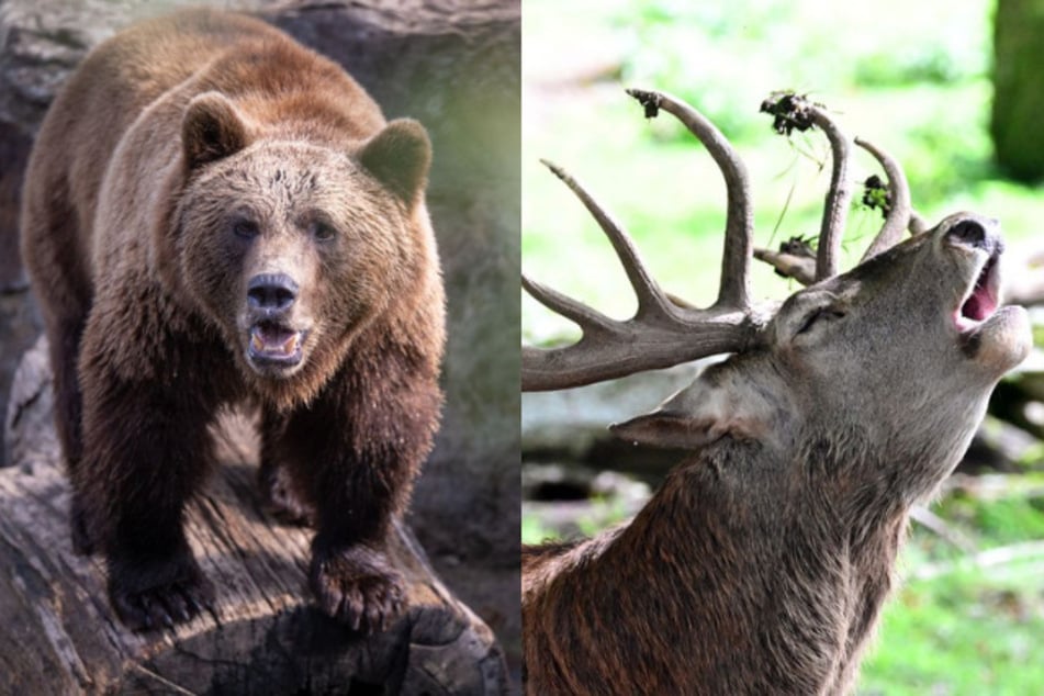 Bär oder Hirsch? Ein Mann wählte aus Angst den Notruf.