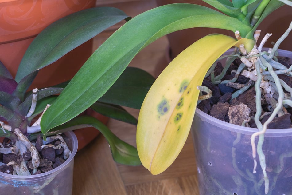 Hat die Orchidee gelbe Blätter und schwarze Punkte, kann es sich auch um einen Pilzbefall handeln