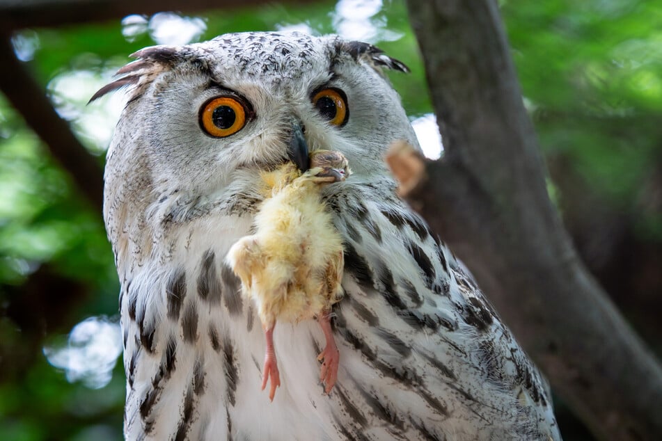 Uhus fressen kleine bis mittelgroße Säugetiere sowie Vögel.